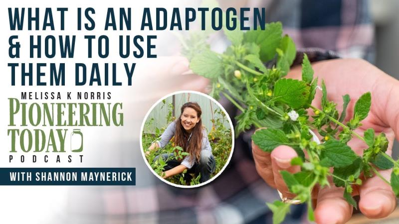 What is an Adaptogen & How To Use Them Daily