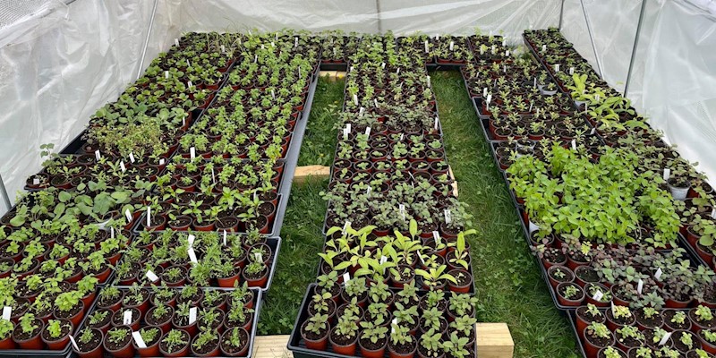 2022 Mayernik Kitchen Medicinal Plant Sale