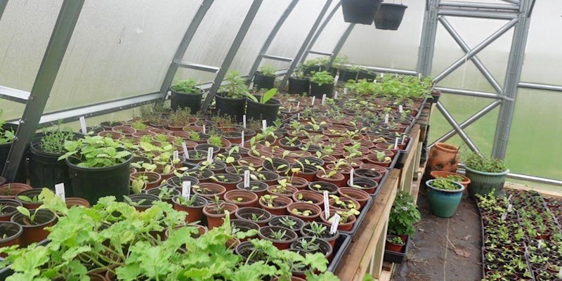 2025 Mayernik Kitchen Medicinal Plant Sale