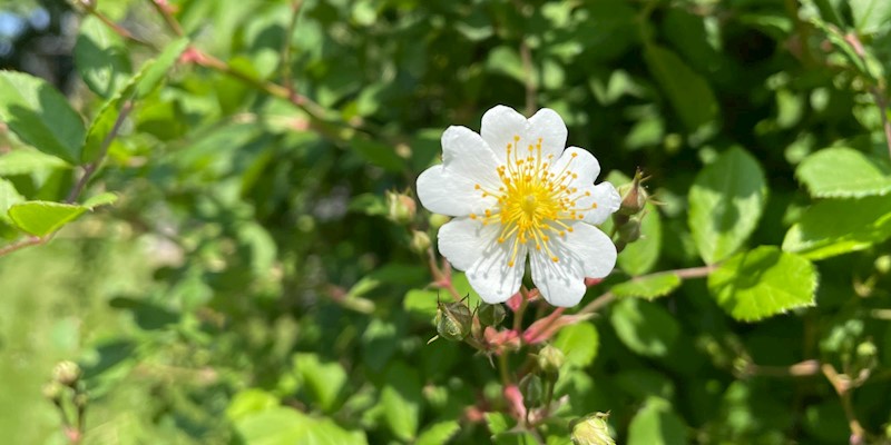 3 Herbs that can be foraged in New Jersey