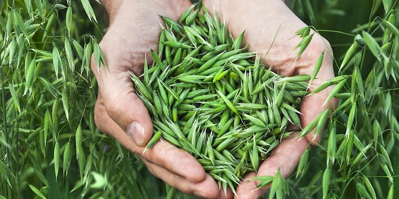 4 Herbs for Soothing Stress