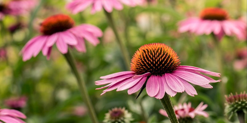 5 Medicinal Herbs to Help Boost your Immunity