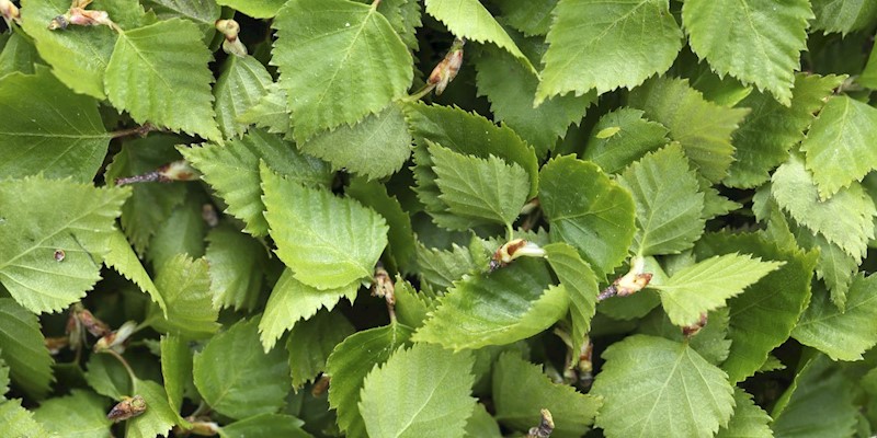 5 Plants to Forage in Mid-Summer