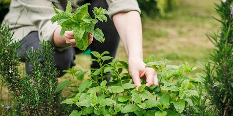 A Deep Dive into Lemon Balm (Melissa officinalis)