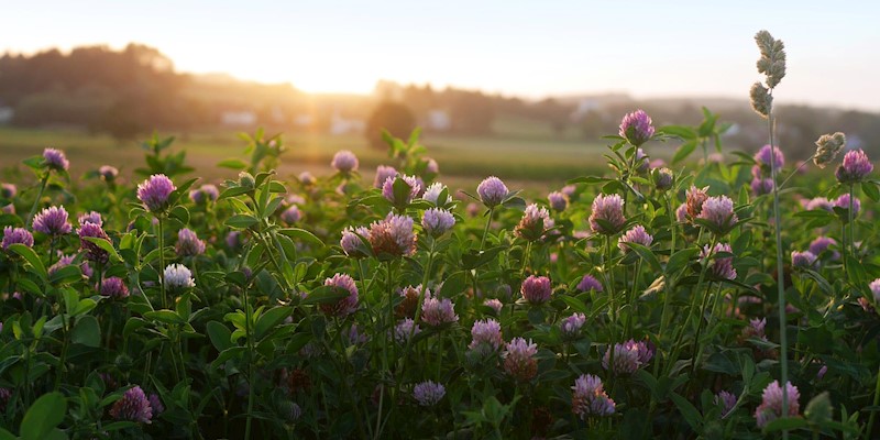 Add these 3 Herbs to Your Diet for Better Skin