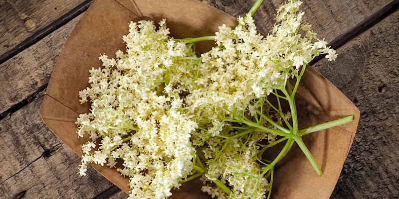 All Things Elderflowers