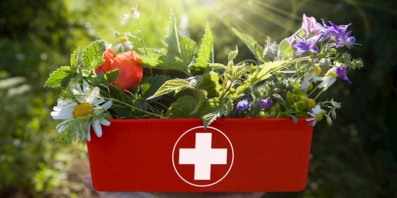 Creating a Herbal First Aid Kit: Essentials for Everyday Ailments
