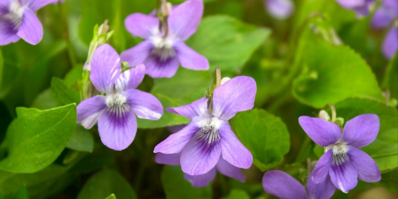 Edible & Medicinal Wild Greens: Nature’s Spring Superfoods