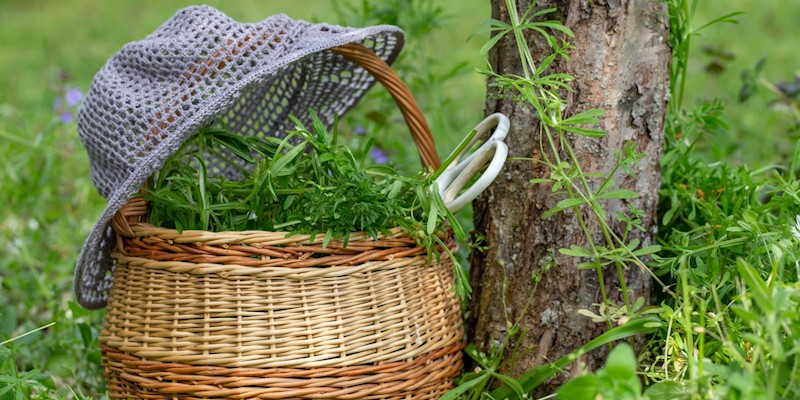 Harvesting Medicinal Herbs