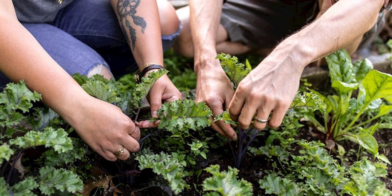 Is there an online community to learn about herbalism & growing medicinal plants