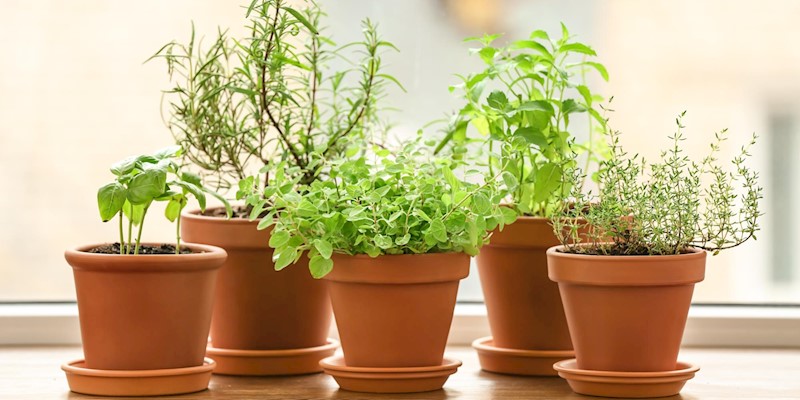 Medicinal Perennial Herbs to Start in your Garden