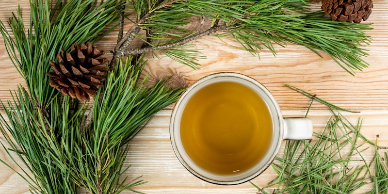 Plant Allies for Winter