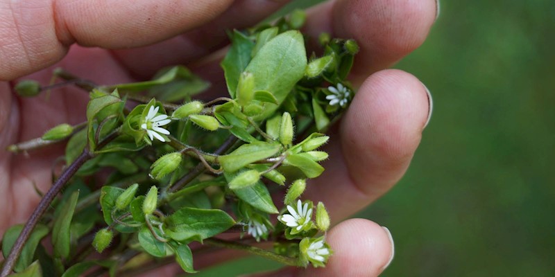 Spring Detox with Herbs: Gentle Ways to Support Your Body Naturally