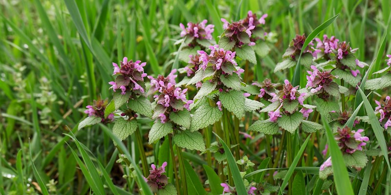 Spring’s First Medicinal Weeds: What to Forage & How to Use Them