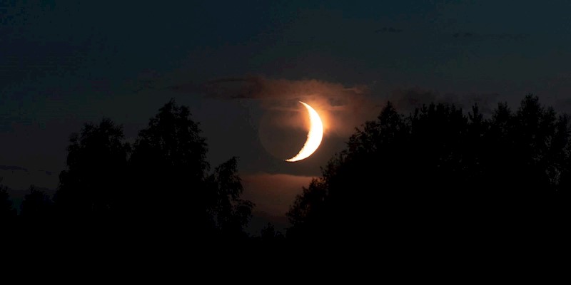 Three Herbs to Use While Working with the Phases of the Moon