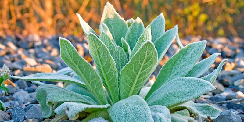 Three Ways to Use Mullein