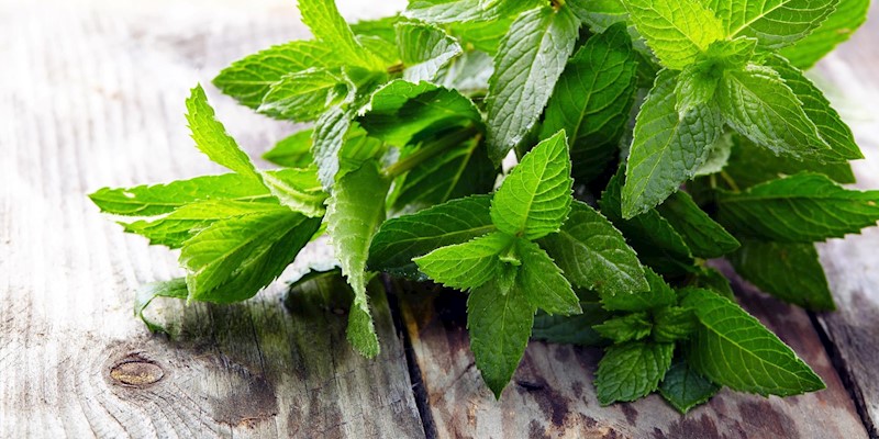Using Peppermint to Support your Health