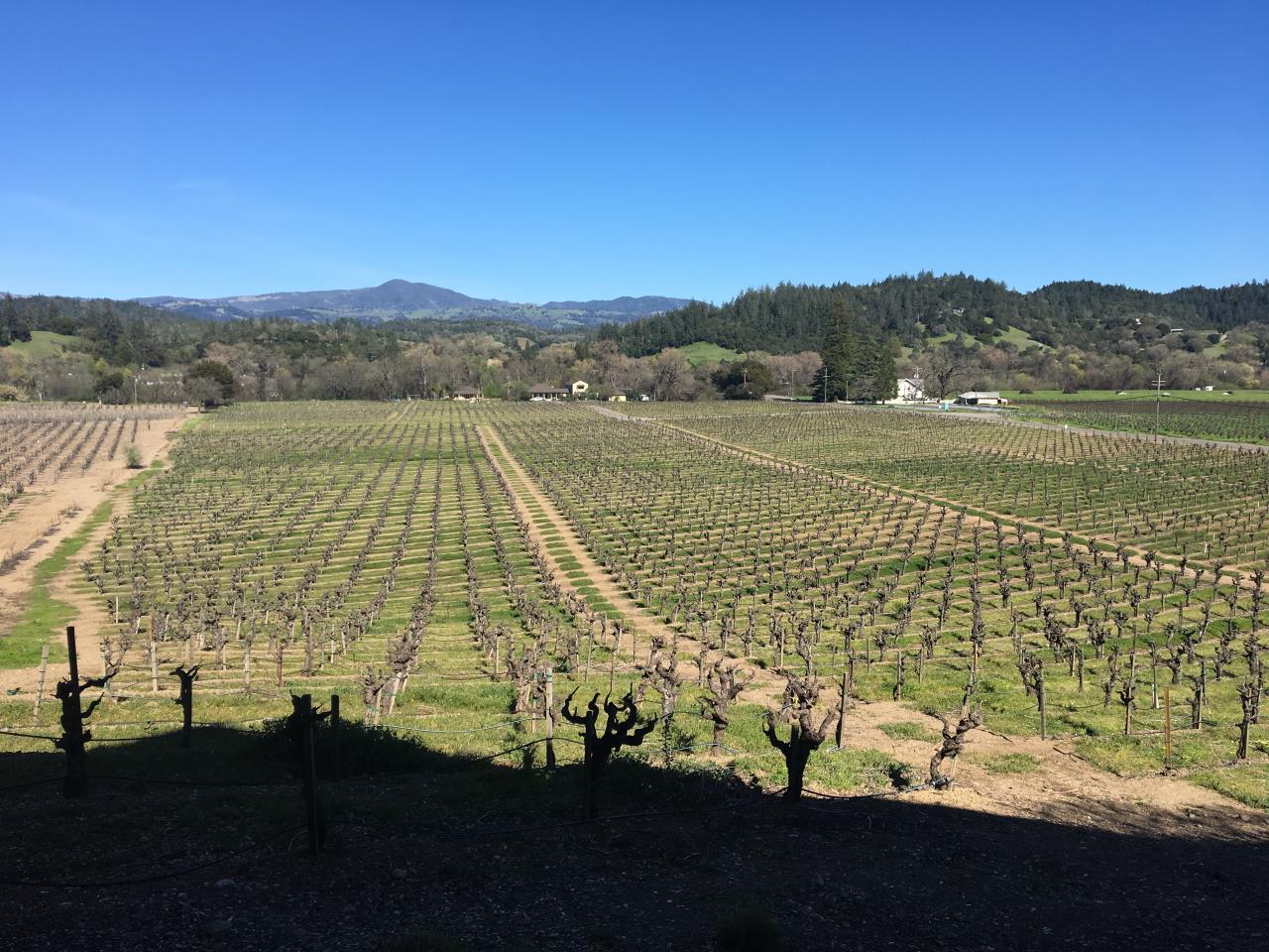 Northern California Wine Country – Travel with The Mayernik’s