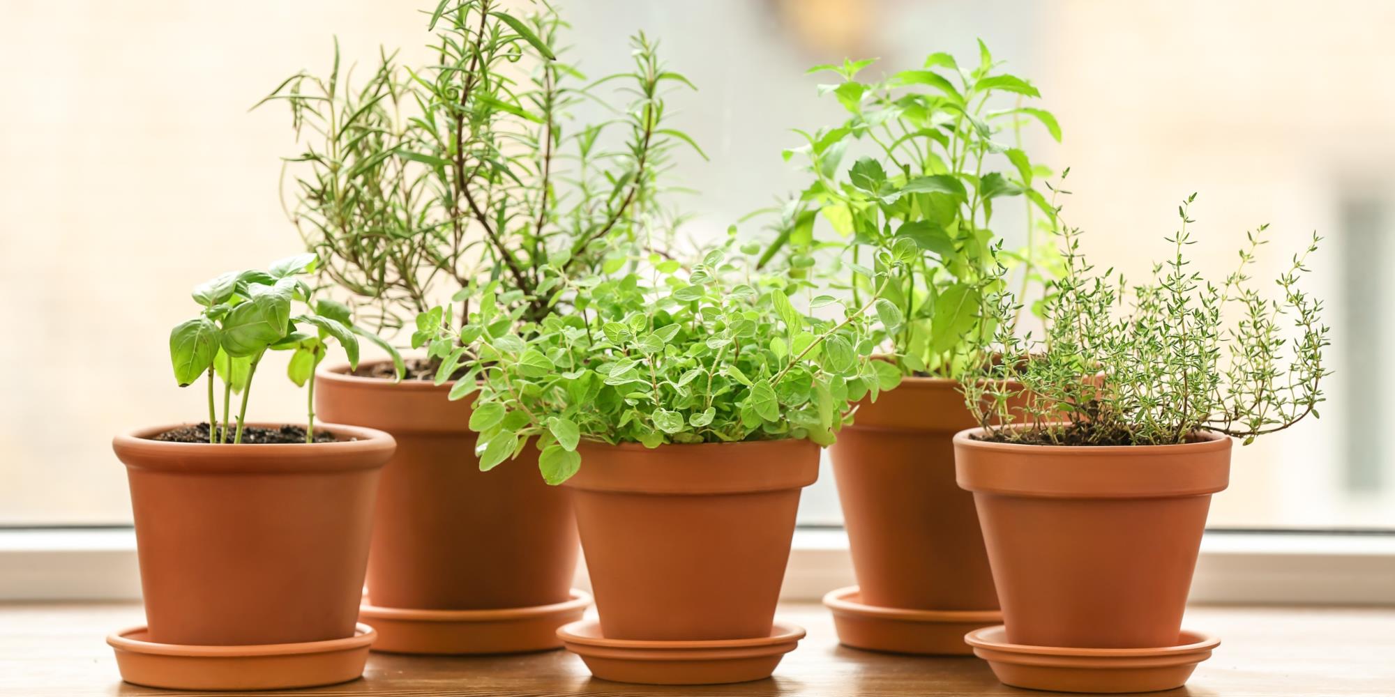 Medicinal Perennial Herbs to Start in your Garden