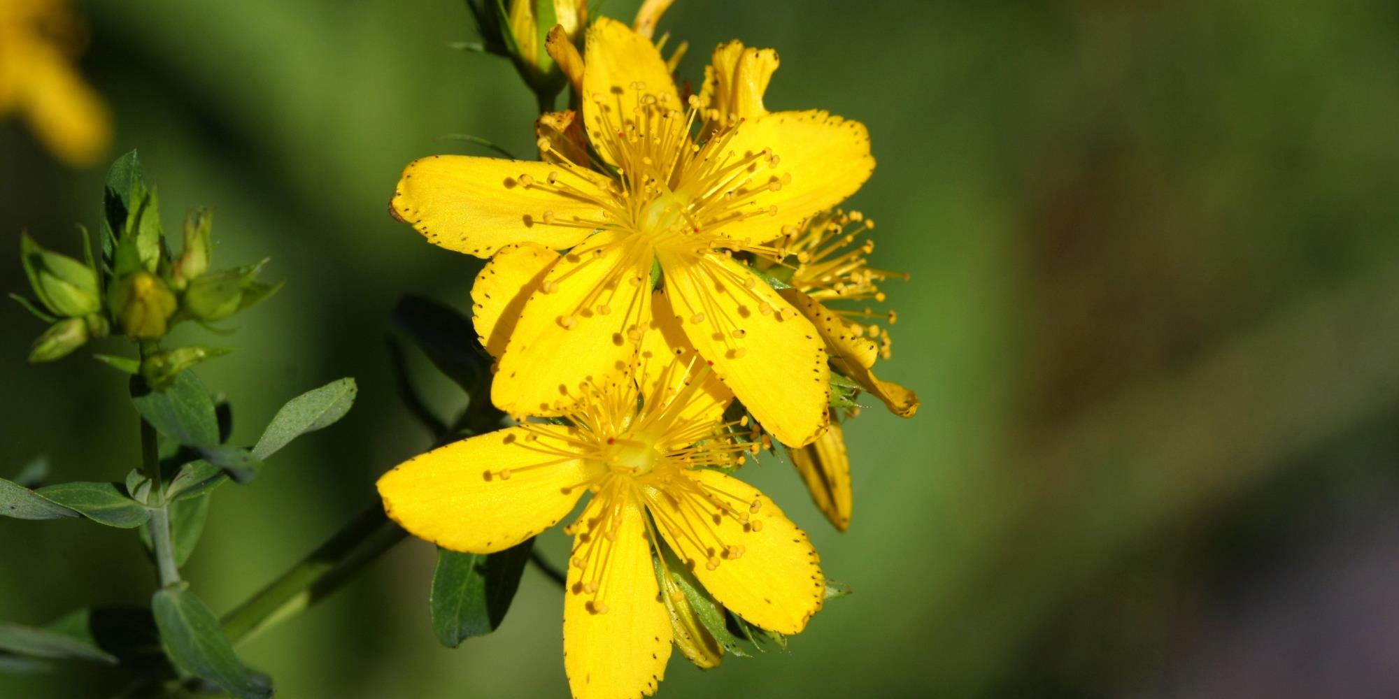 What are the benefits of St. John’s Wort?