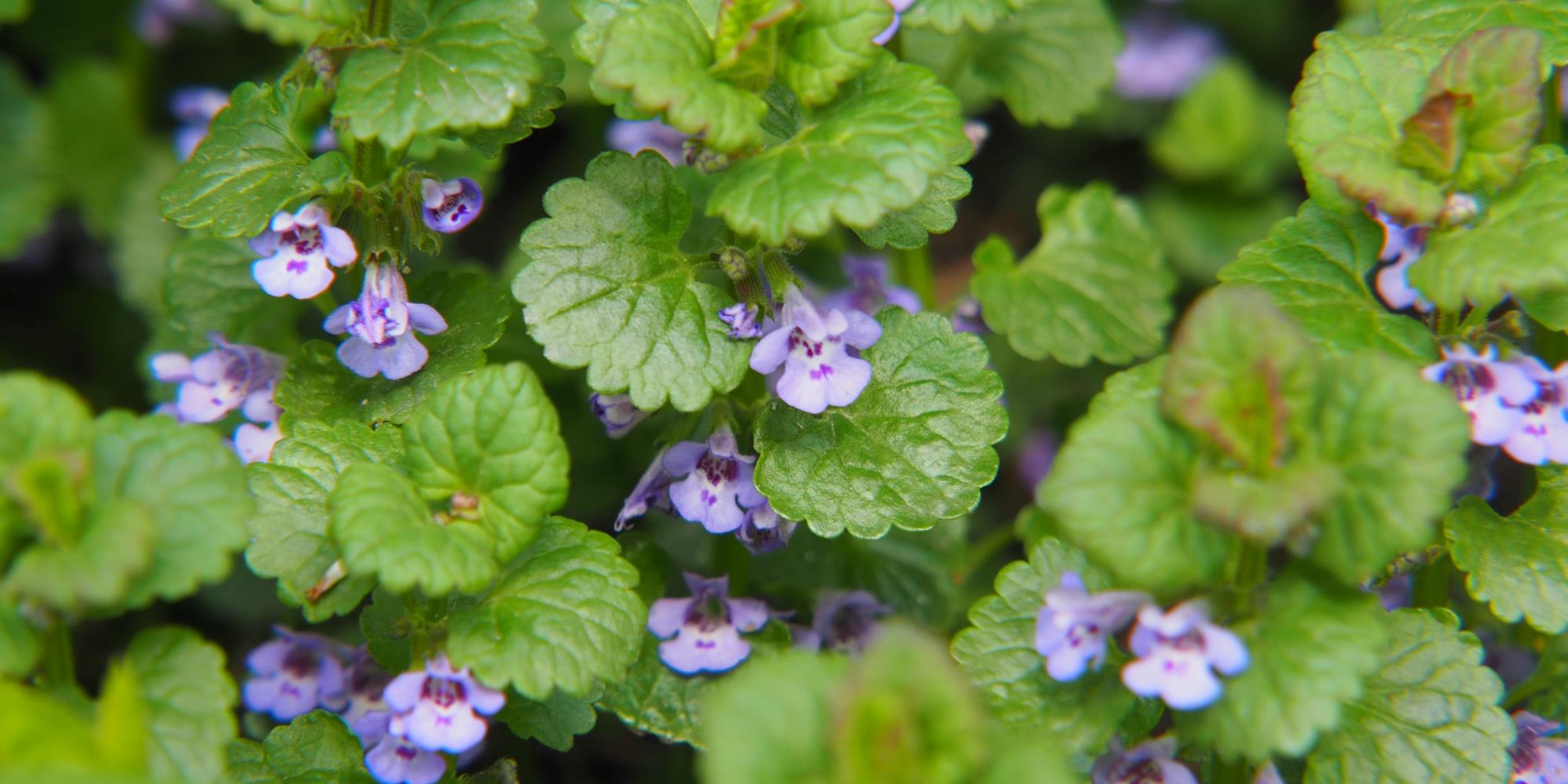 3 Women-Friendly Herbs