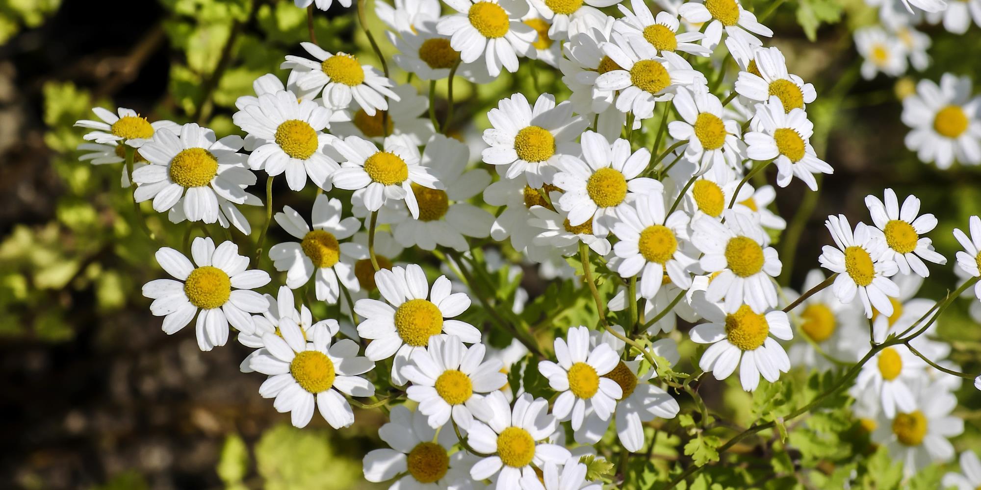 Feverfew: Fever & Headache Remedy