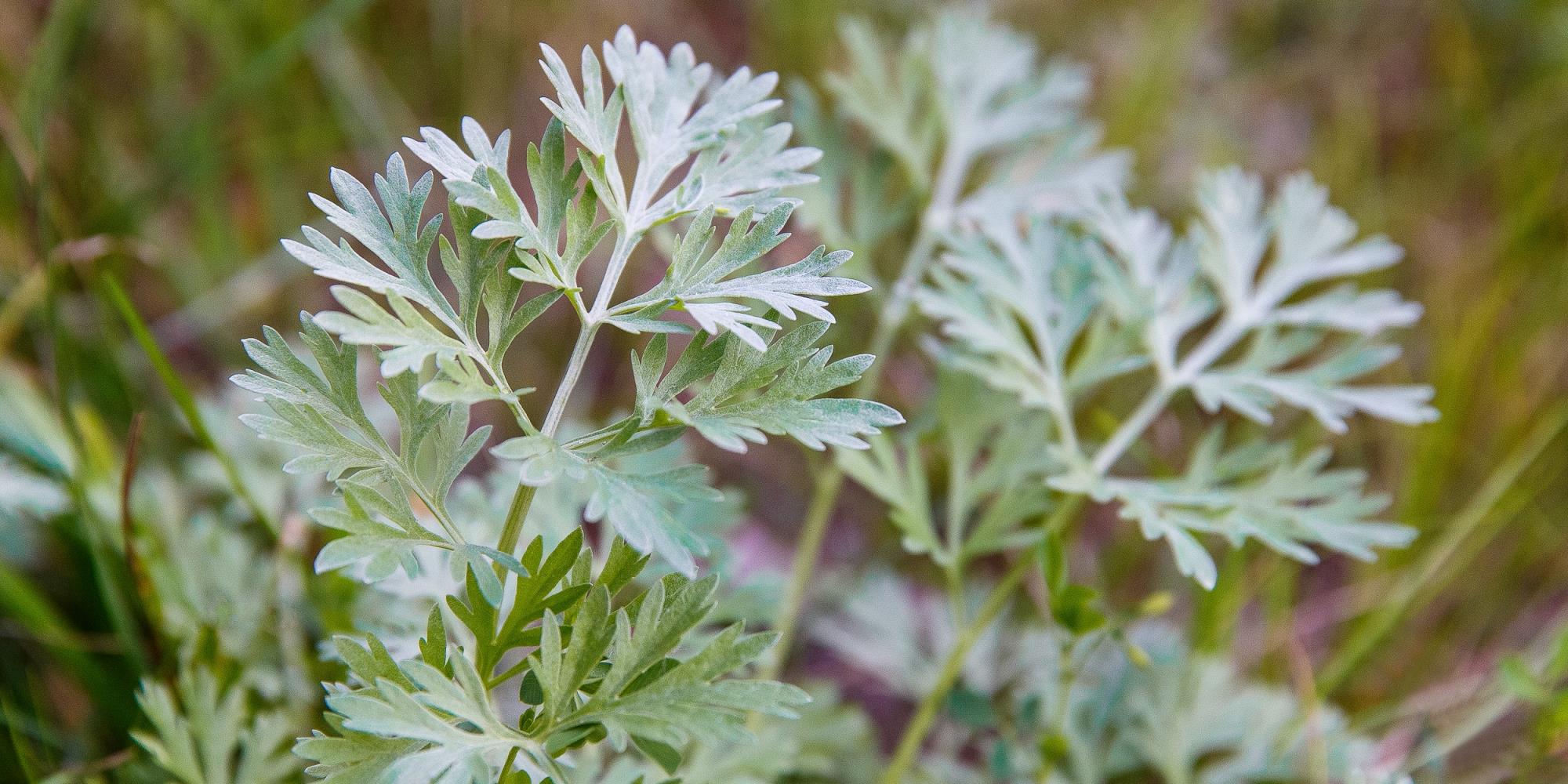 Natural Detox: Using Wormwood to Expel Intestinal Parasites