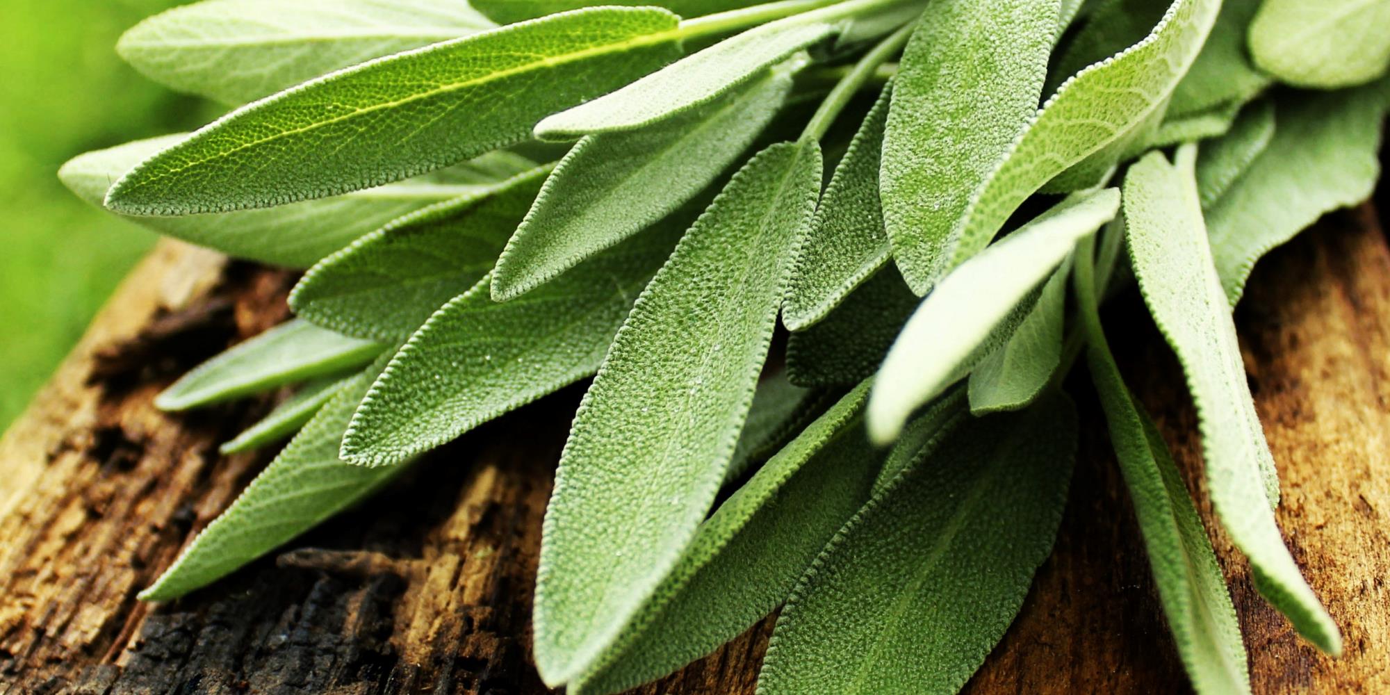 A Deep Dive into Sage (Salvia officinalis)