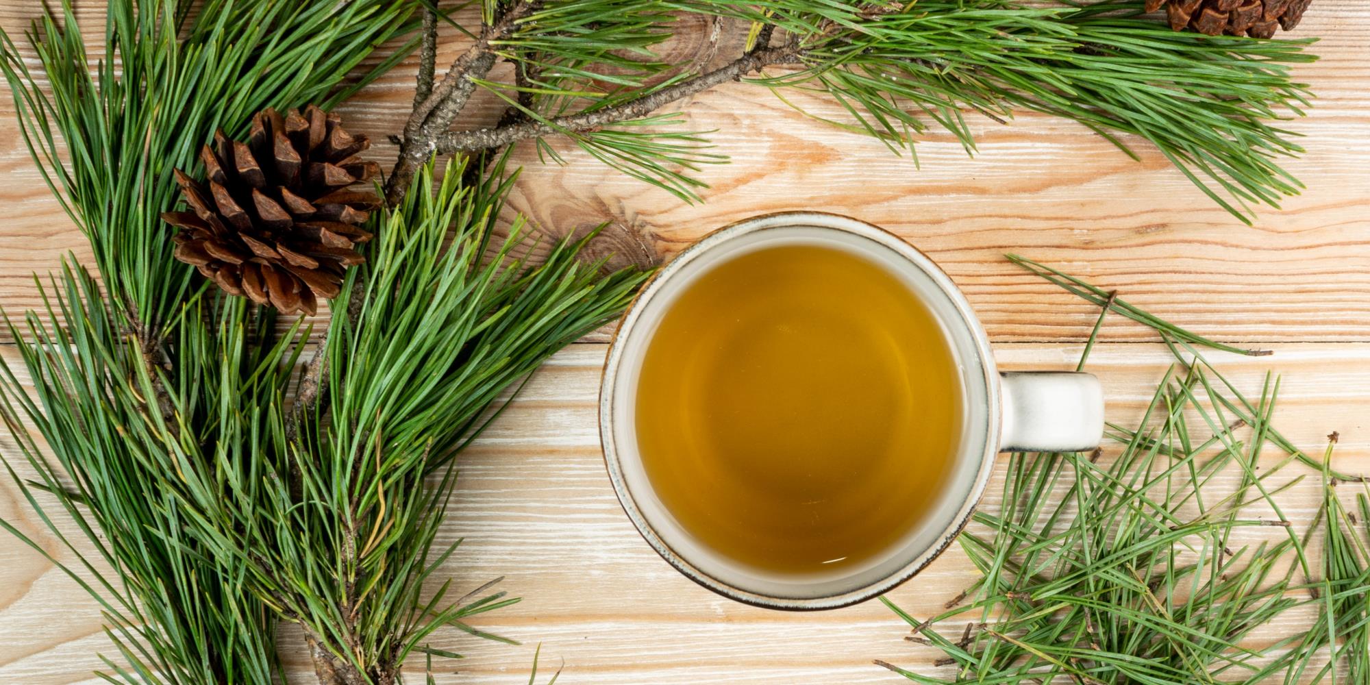 Pine: The Breath of the Ancestors