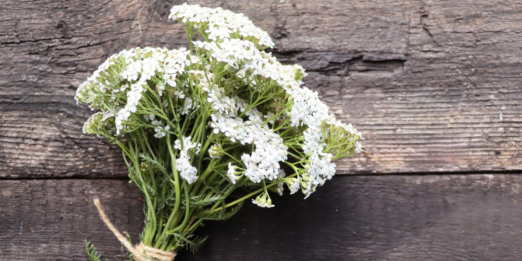 Yarrow: The Cloak’s Warrior