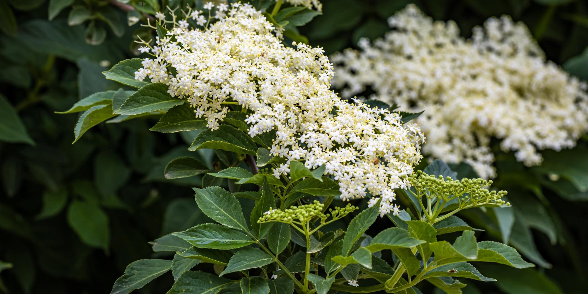 Elder: The Witch’s Tree