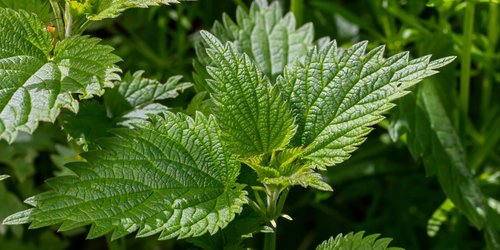 Nettle: The Sting of Courage