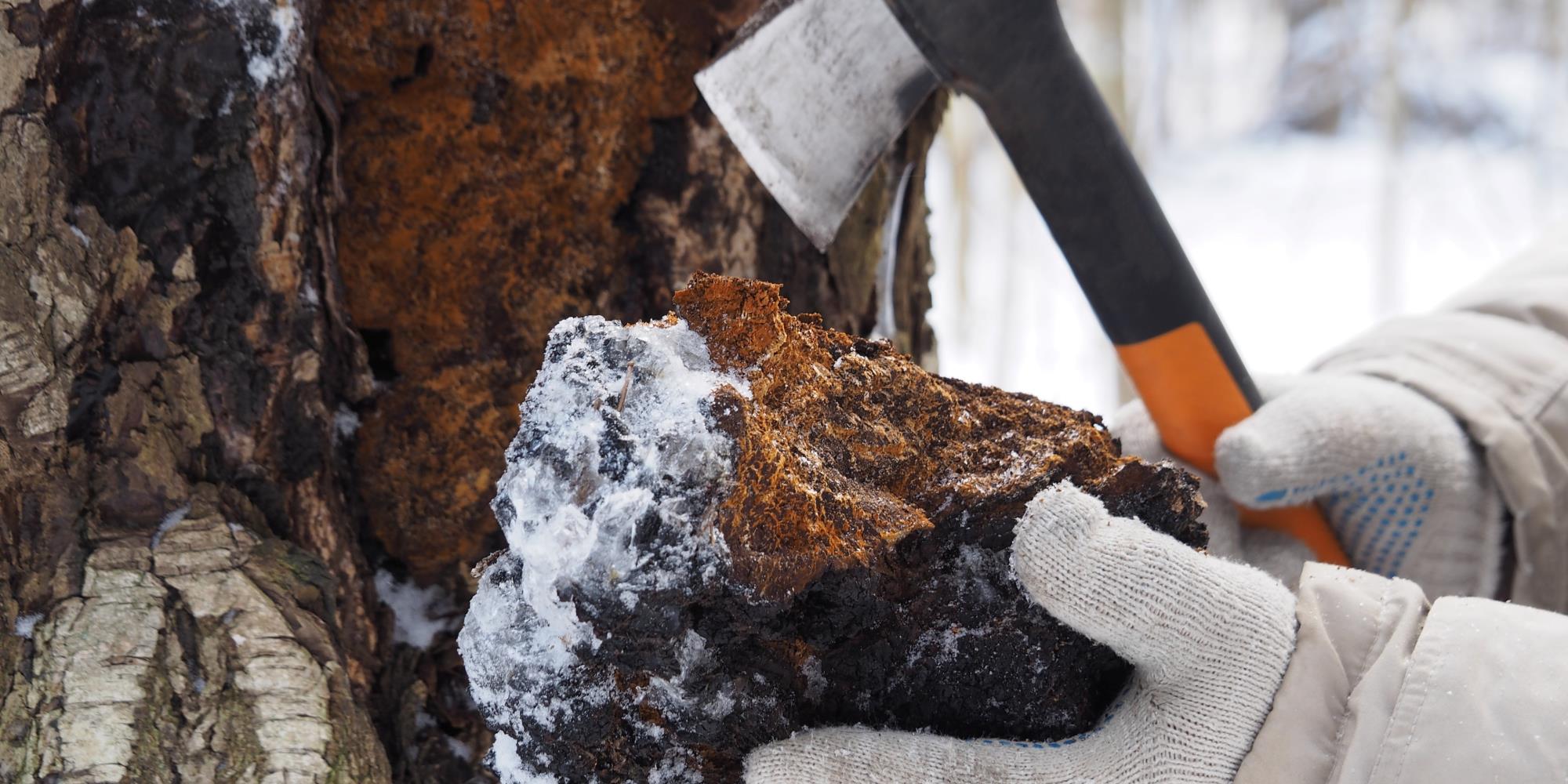 Winter Foraging: Finding Medicine in the Quiet Landscape