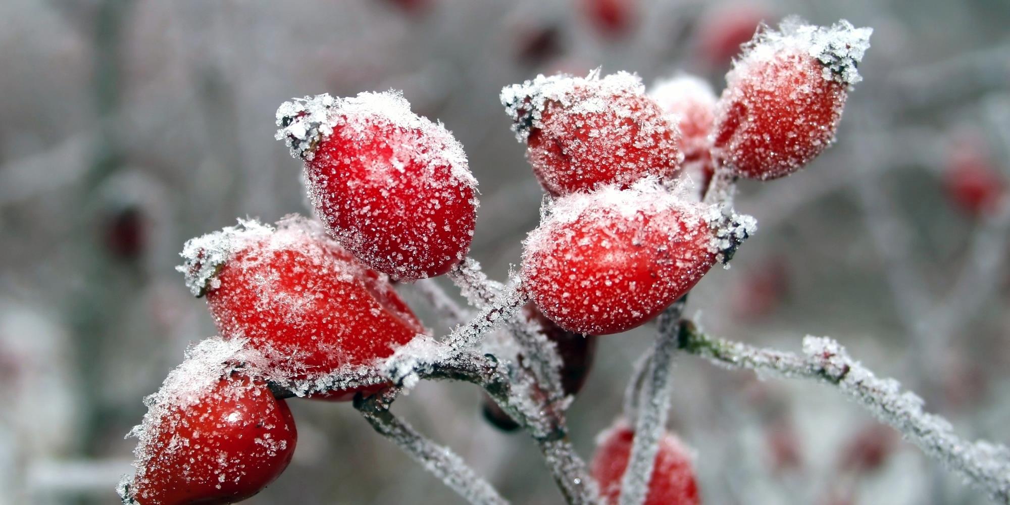 February Foraging: What You Can (Surprisingly) Gather Before Spring Arrives