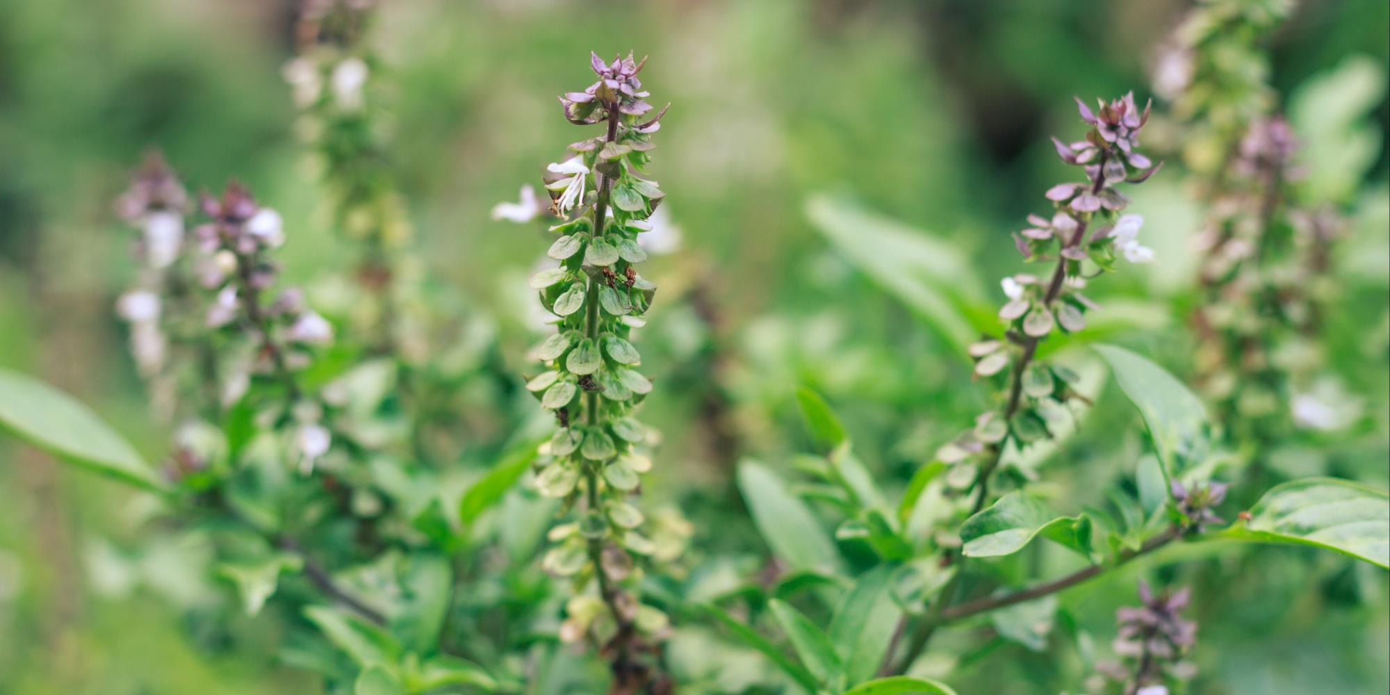 Holy Basil: The Joy Maker