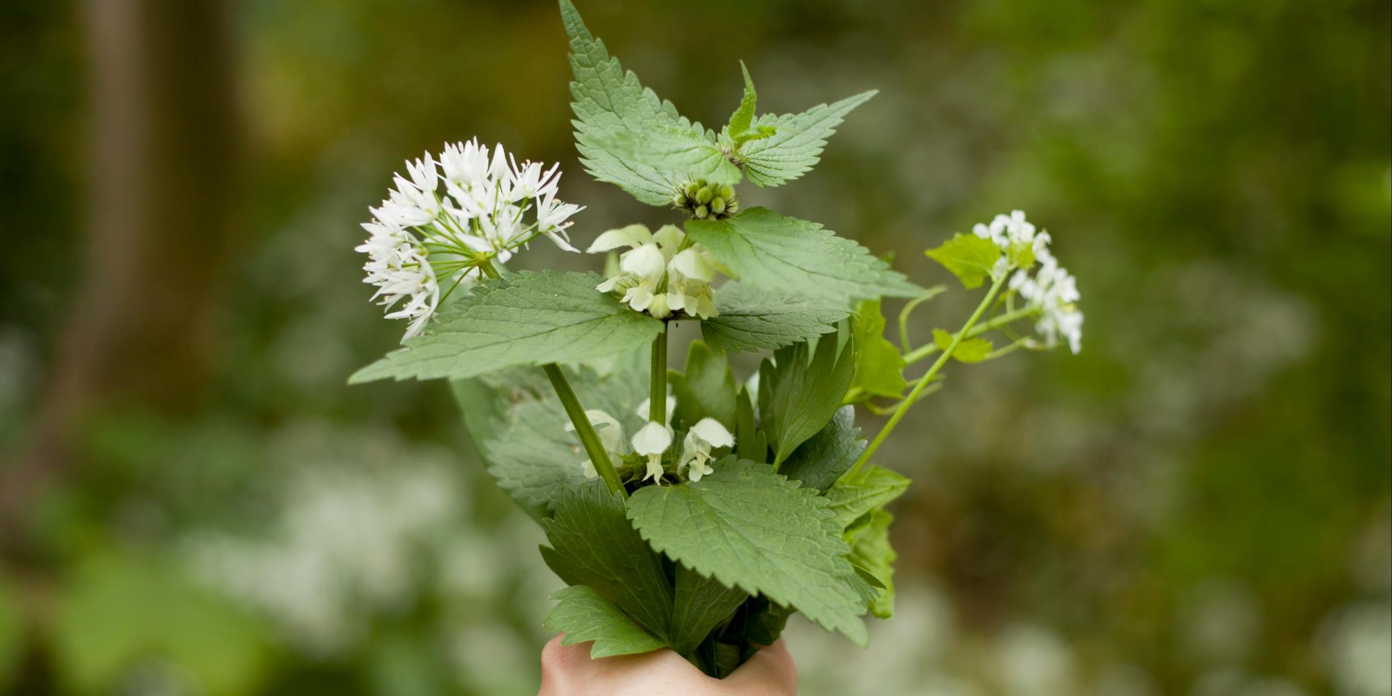The First Wild Greens of Spring: Foraging Nettles, Garlic Mustard & Wild Onions