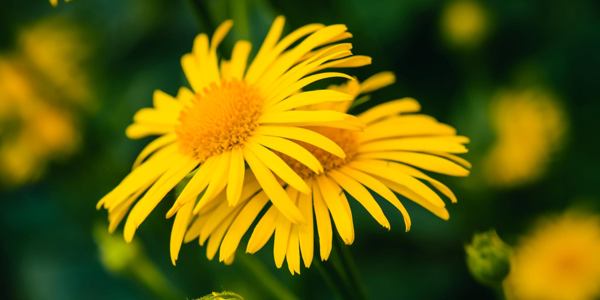 All About Arnica Flower Essence