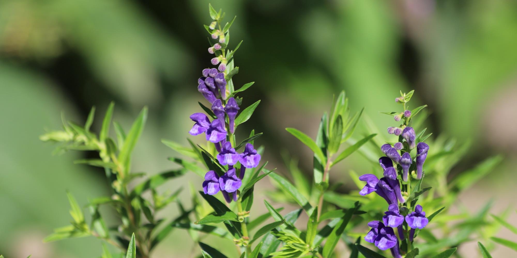 Skullcap: The Plant that Holds the Nervous Sky