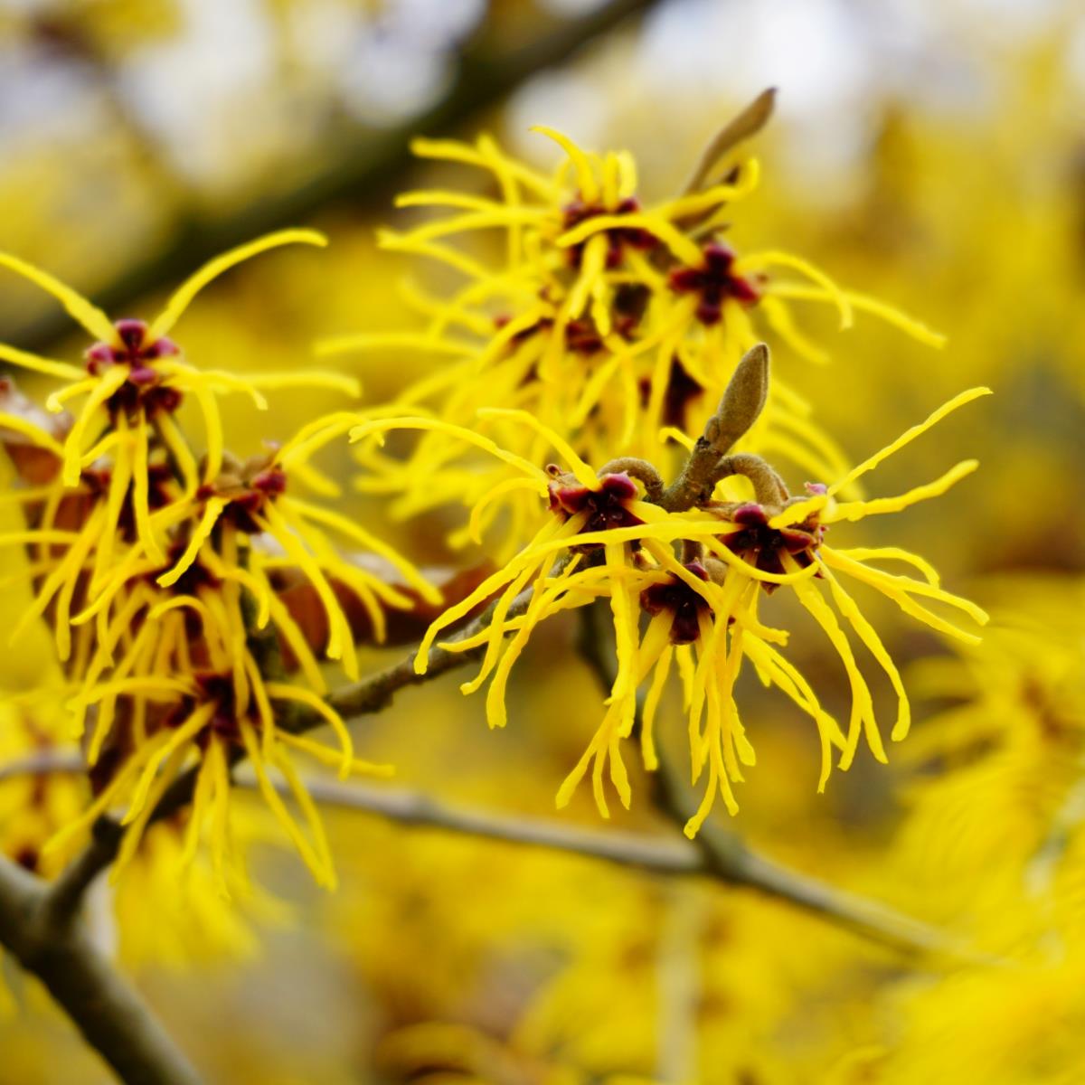 Witch Hazel 