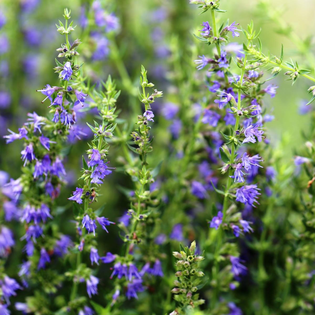 Hyssop