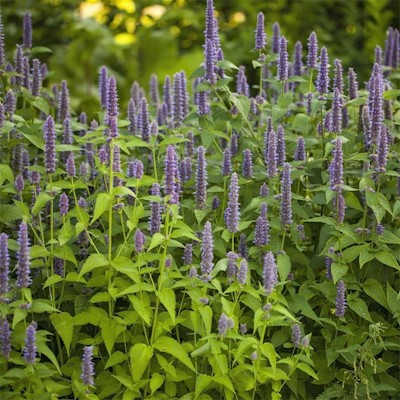 Anise Hyssop