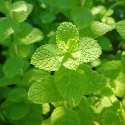 Apple Mint