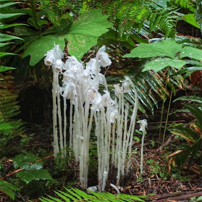 Ghost Pipe