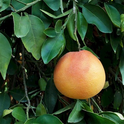 Grapefruit Peel