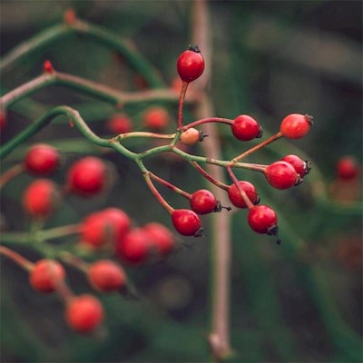 Rosehips