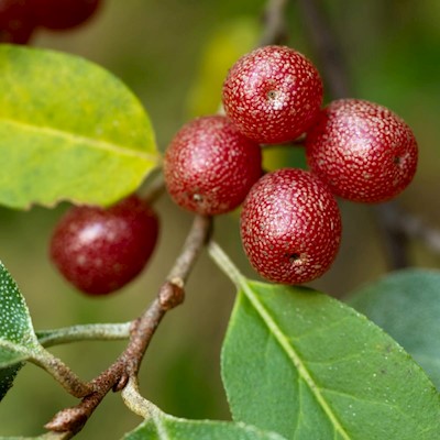 Silver Berry