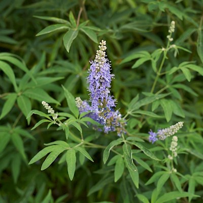 Vitex Berry