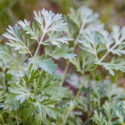Wormwood