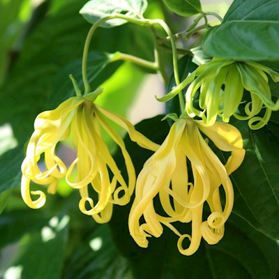 Ylang Ylang