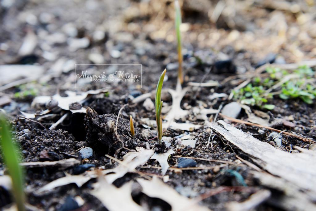 Garlic Bulbs Sprouting - Mayernik Garden 